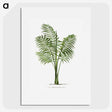 1-31_Les-Palmiers-Histoire-Iconographique_picture