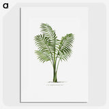 1-31_Les-Palmiers-Histoire-Iconographique_picture