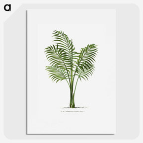 1-31_Les-Palmiers-Histoire-Iconographique_picture