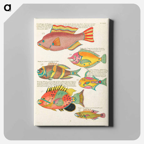 アートパネル-Moluccan Fishes
 - ルイ ルナール Canvas.