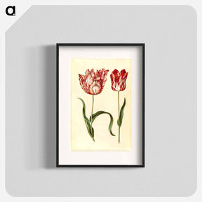 アートポスター-Tulipa gesneriana
 - マリア ジビーラ メーリアン Poster.