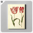 1-31_Maria-Sibylla-Merian_canvas