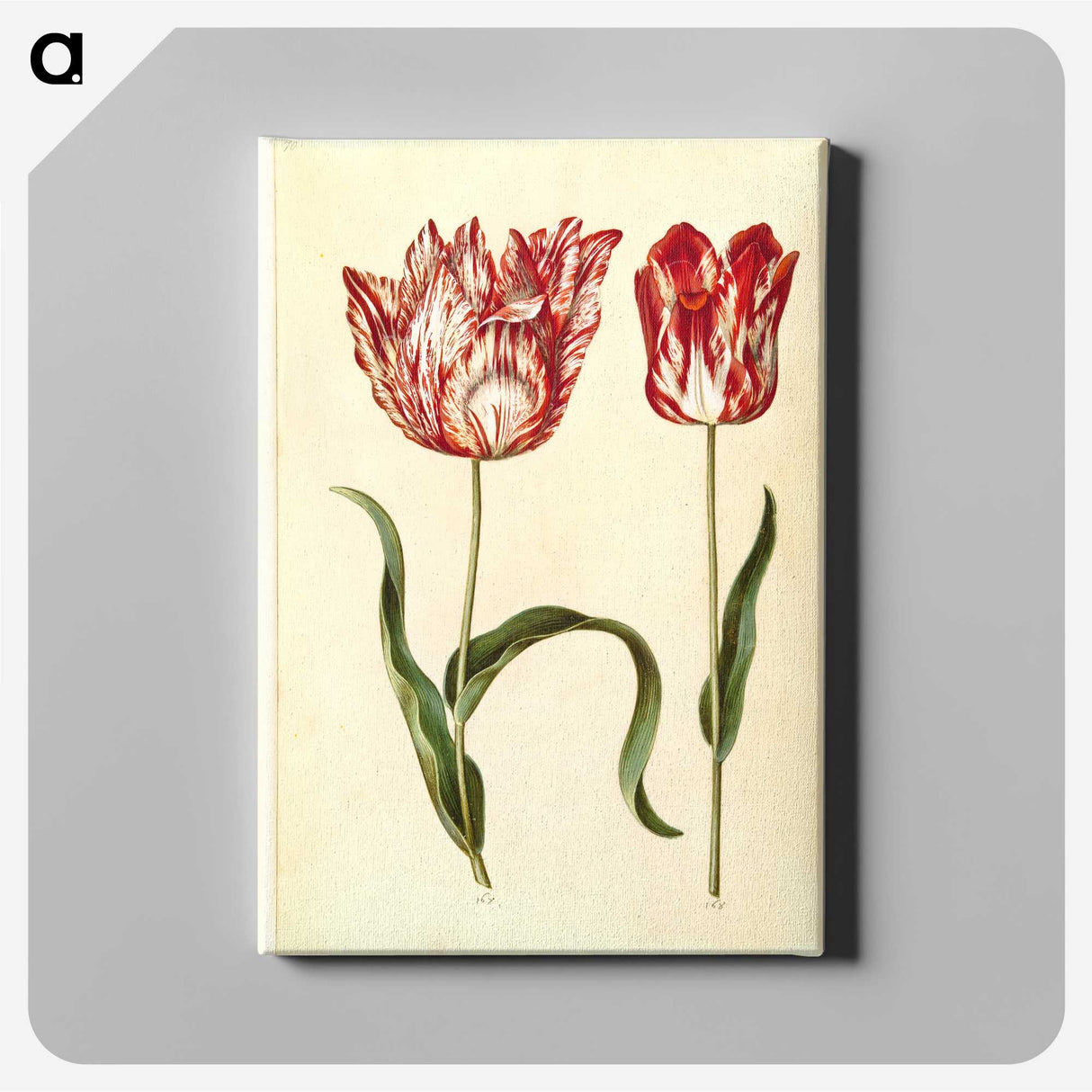 1-31_Maria-Sibylla-Merian_canvas