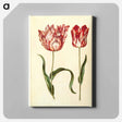 アートパネル-Tulipa gesneriana
 - マリア ジビーラ メーリアン Canvas.
