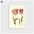 アートポストカード-Tulipa gesneriana
 - マリア ジビーラ メーリアン Postcard.