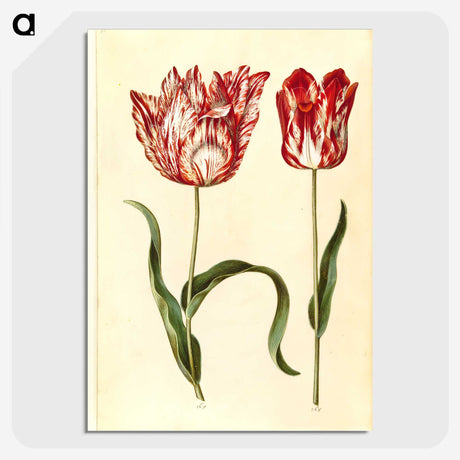 1-31_Maria-Sibylla-Merian_picture-crop