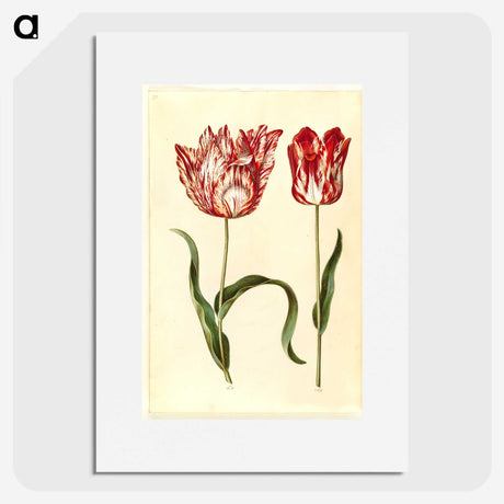1-31_Maria-Sibylla-Merian_picture