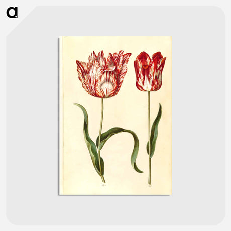 アートポストカード-Tulipa gesneriana
 - マリア ジビーラ メーリアン Postcard.