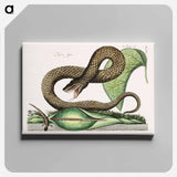 アートパネル-Brown Viper
 - マーク ケイツビー Canvas.