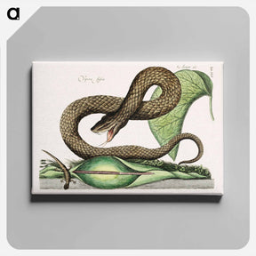 アートパネル-Brown Viper
 - マーク ケイツビー Canvas.