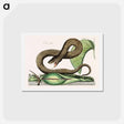 アートポストカード-Brown Viper
 - マーク ケイツビー Postcard.