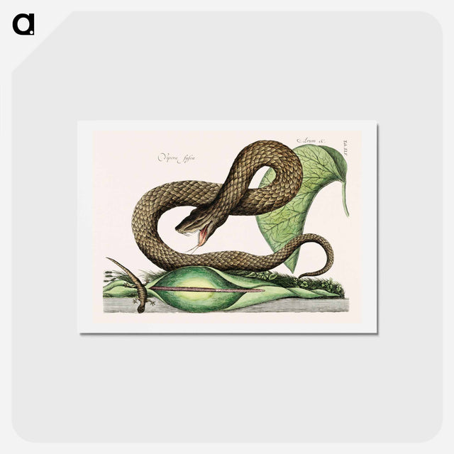 アートポストカード-Brown Viper
 - マーク ケイツビー Postcard.