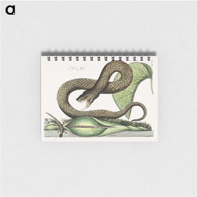 1-31_Mark-Catesby_memo