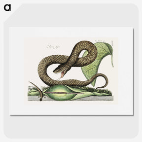 1-31_Mark-Catesby_picture