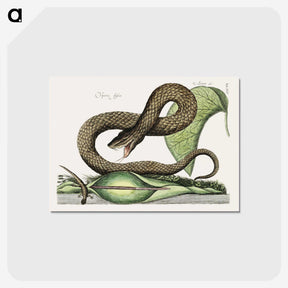 1-31_Mark-Catesby_postcard