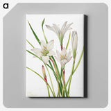 1-31_Mary-Vaux-Walcott_canvas