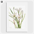 1-31_Mary-Vaux-Walcott_picture