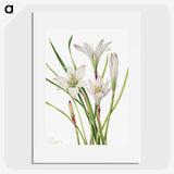 1-31_Mary-Vaux-Walcott_picture