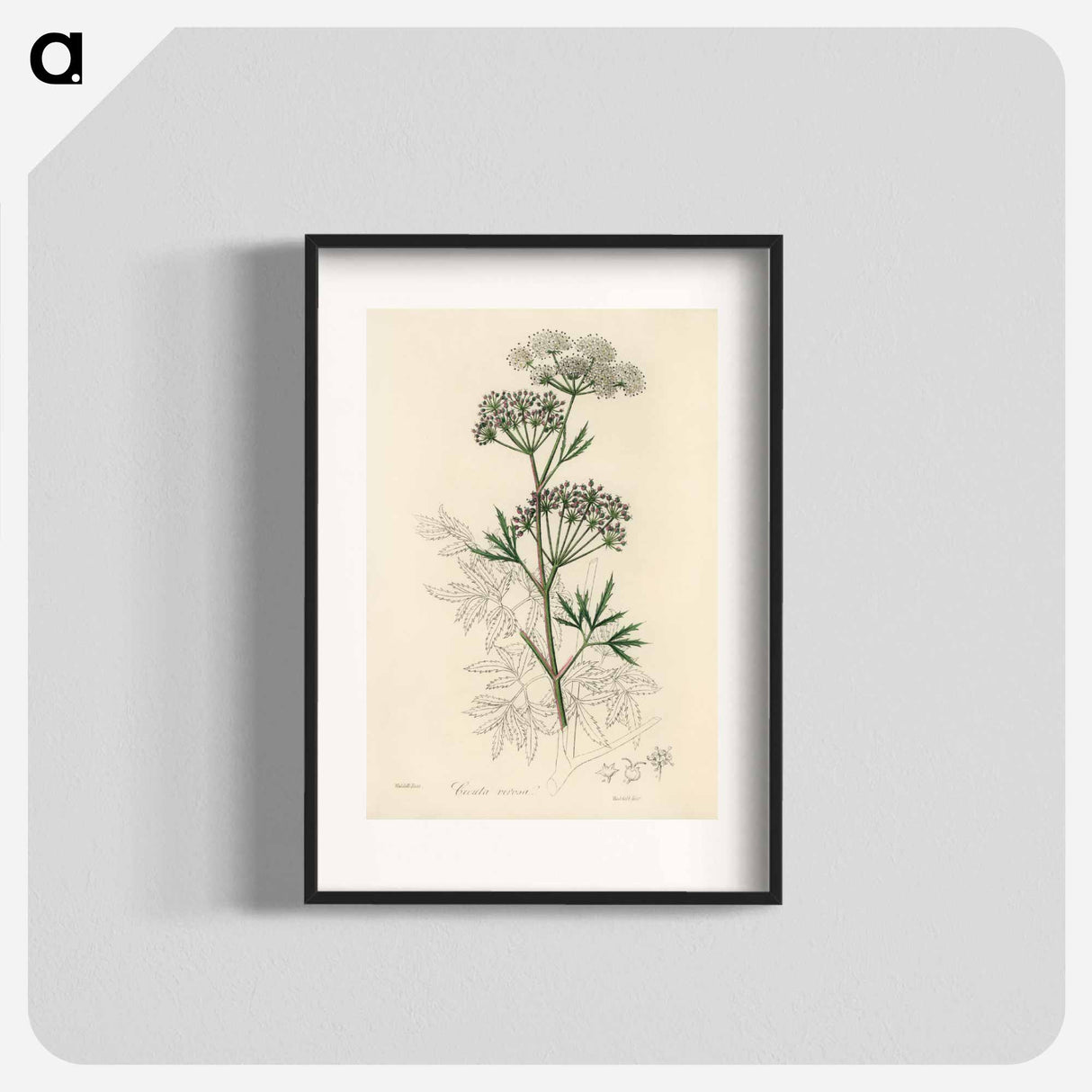 アートポスター-Cowbane Illustration
 - 薬用植物学 Poster.