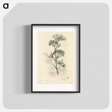 アートポスター-Cowbane Illustration
 - 薬用植物学 Poster.