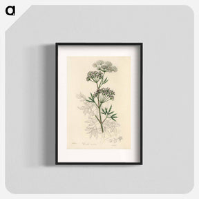 アートポスター-Cowbane Illustration
 - 薬用植物学 Poster.