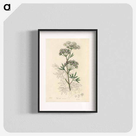 アートポスター-Cowbane Illustration
 - 薬用植物学 Poster.