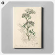 アートパネル-Cowbane Illustration
 - 薬用植物学 Canvas.