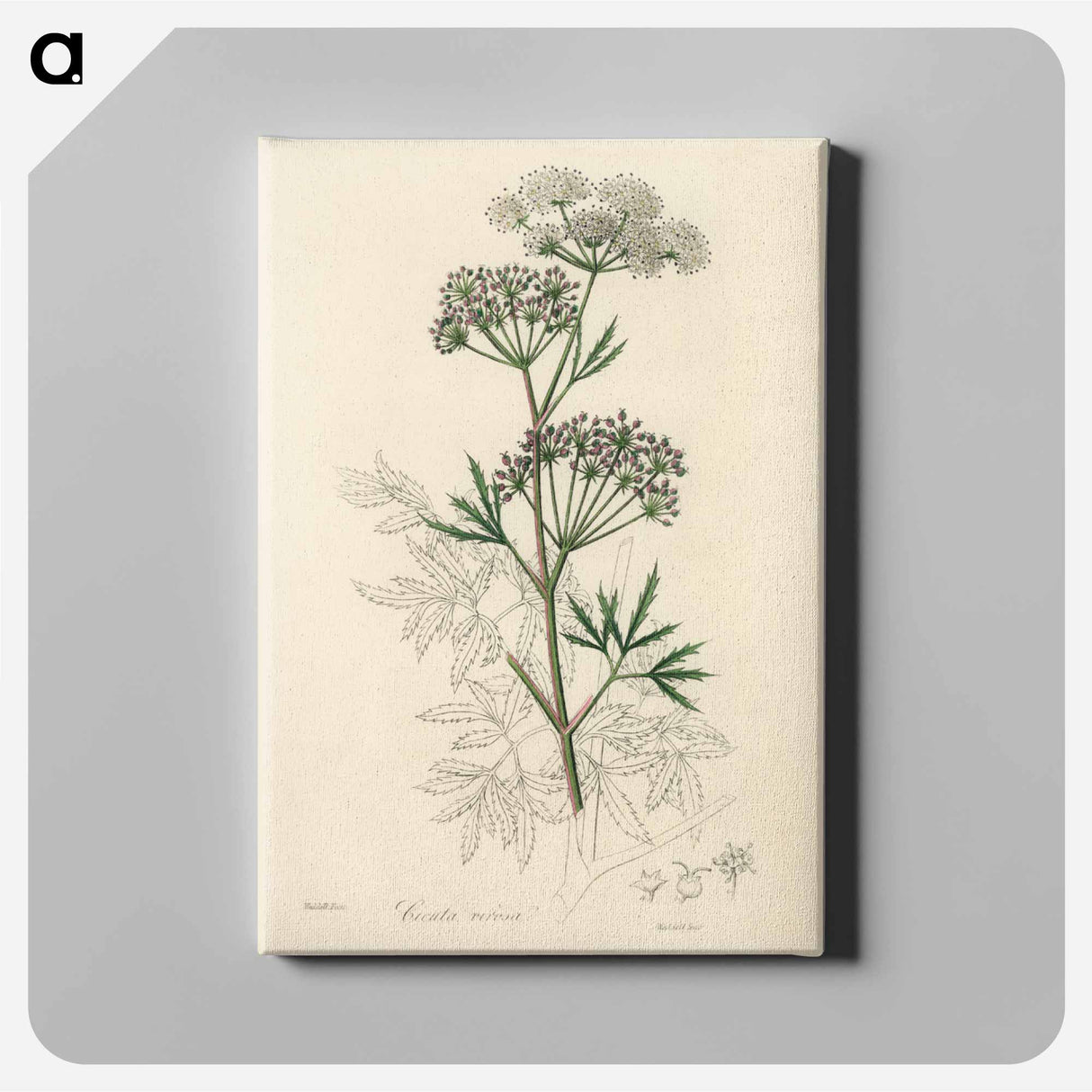 アートパネル-Cowbane Illustration
 - 薬用植物学 Canvas.