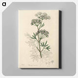 アートパネル-Cowbane Illustration
 - 薬用植物学 Canvas.