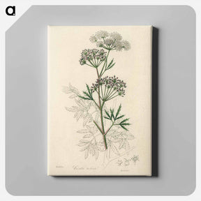 アートパネル-Cowbane Illustration
 - 薬用植物学 Canvas.