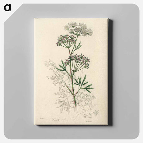 アートパネル-Cowbane Illustration
 - 薬用植物学 Canvas.