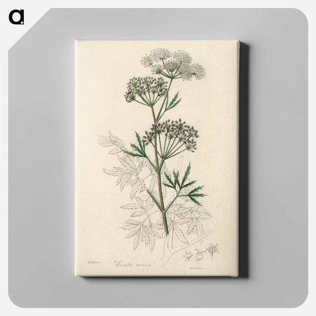 アートパネル-Cowbane Illustration
 - 薬用植物学 Canvas.