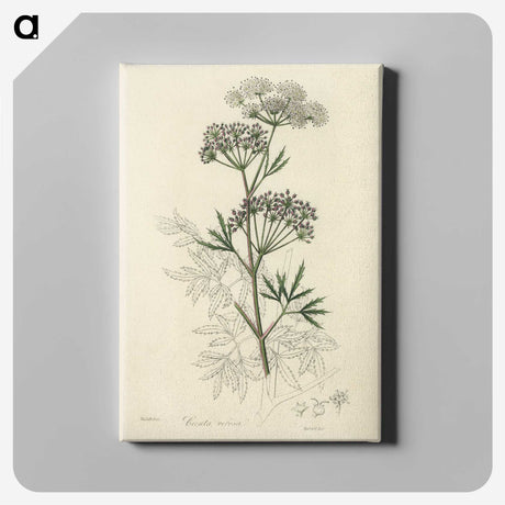 1-31_Medical-Botany_canvas