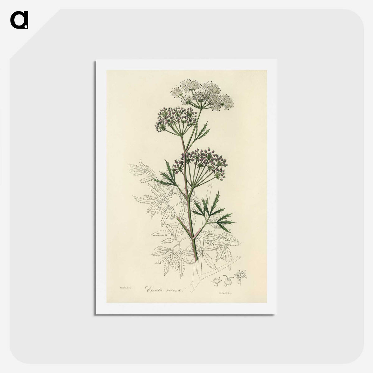 1-31_Medical-Botany_hagaki