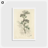1-31_Medical-Botany_hagaki