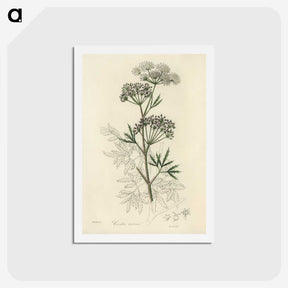 1-31_Medical-Botany_hagaki