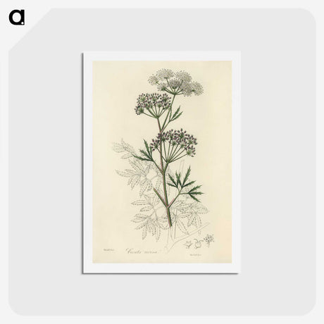 1-31_Medical-Botany_hagaki
