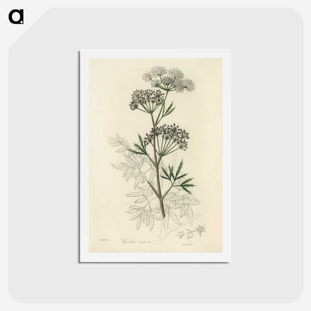 1-31_Medical-Botany_hagaki