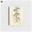 アートメモ帳-Cowbane Illustration
 - 薬用植物学 Memo.