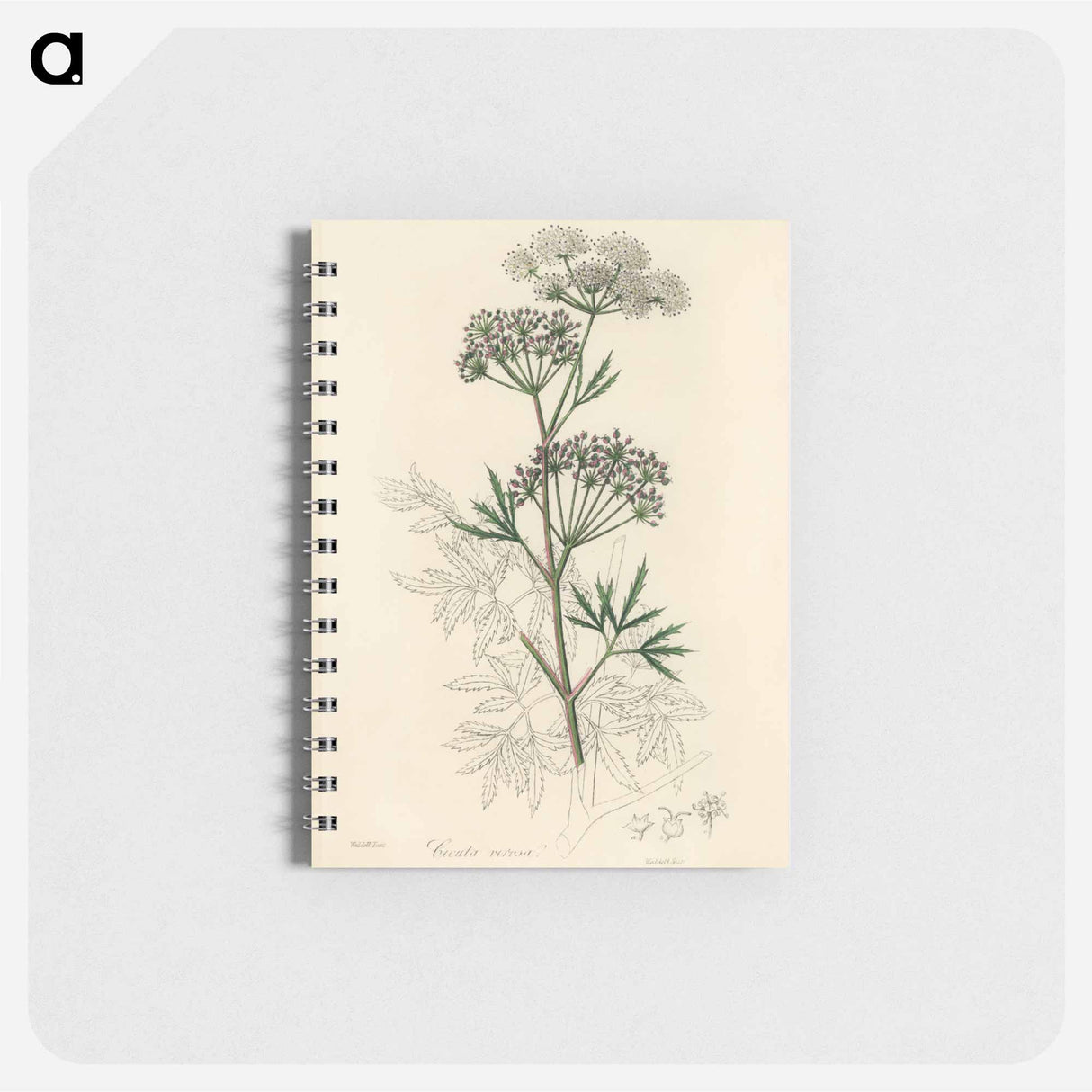 アートメモ帳-Cowbane Illustration
 - 薬用植物学 Memo.