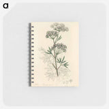 アートメモ帳-Cowbane Illustration
 - 薬用植物学 Memo.