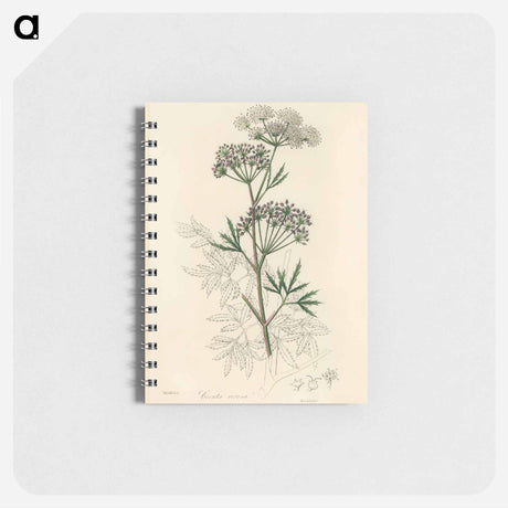 アートメモ帳-Cowbane Illustration
 - 薬用植物学 Memo.