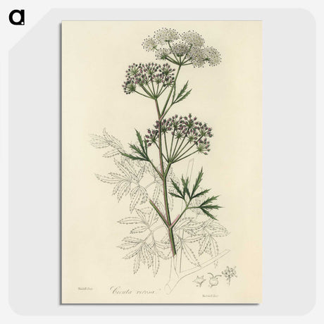 1-31_Medical-Botany_picture-crop