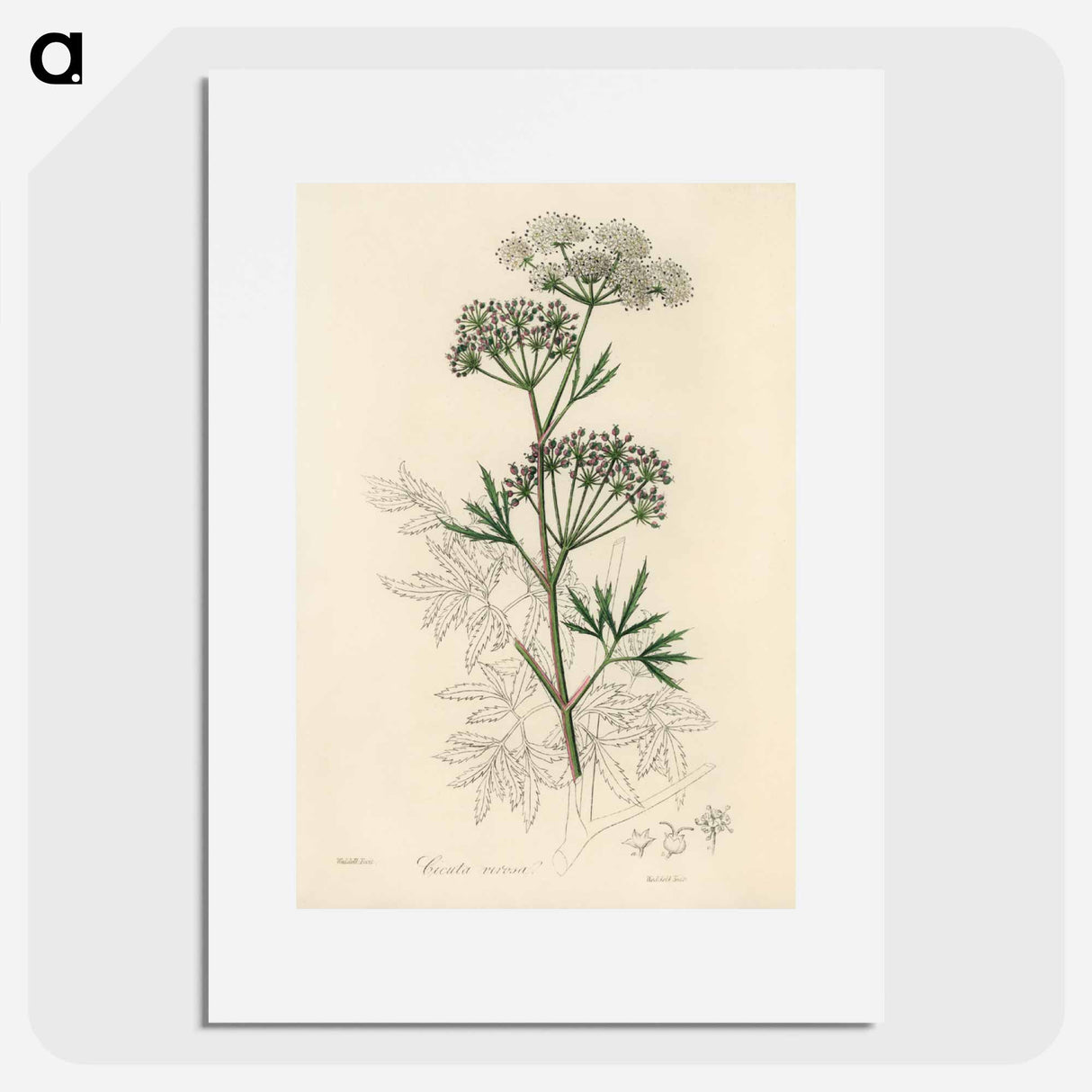 アートポスター-Cowbane Illustration
 - 薬用植物学 Poster.