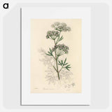 アートポスター-Cowbane Illustration
 - 薬用植物学 Poster.
