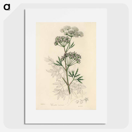 アートポスター-Cowbane Illustration
 - 薬用植物学 Poster.