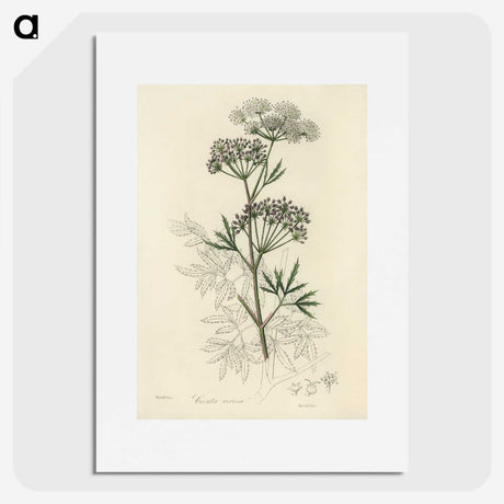 1-31_Medical-Botany_picture