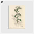 アートポストカード-Cowbane Illustration
 - 薬用植物学 Postcard.