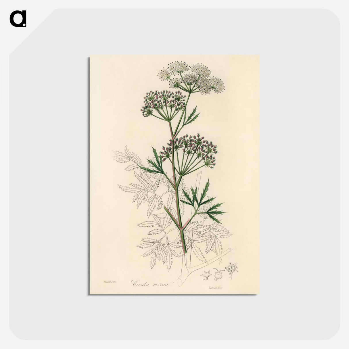 アートポストカード-Cowbane Illustration
 - 薬用植物学 Postcard.