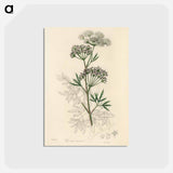 アートポストカード-Cowbane Illustration
 - 薬用植物学 Postcard.